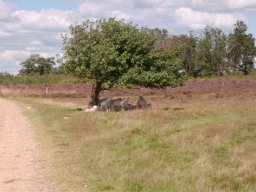 IMGP3055-Lamme-moedet